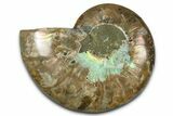 Cut & Polished Ammonite Fossil (Half) - Madagascar #377628-1